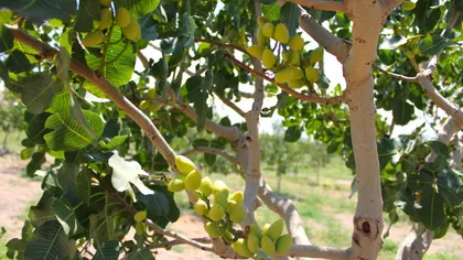 O româncă face angajări la o fermă de fistic din Spania. Salariul oferit, mult peste cele din România