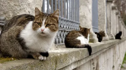 Ai sau nu voie să hrănești pisicile fără stăpân pe stradă? Ce este permis să faci în astfel de situații