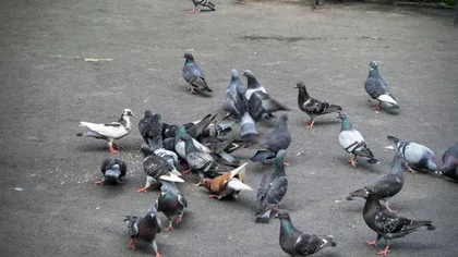 Un bărbat din Vrancea, cercetat după ce a omorât porumbei pe stradă ca să îi mănânce