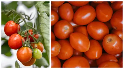 Cât vor costa primele roșii românești din 2026. Puneți bani deoparte de pe acum, pentru că veți avea un șoc!