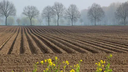 Subvenții APIA 2026. Câți bani încasează agricultorii pentru terenurile lăsate pârloagă