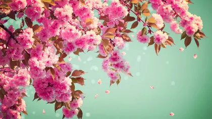 Prognoza meteo martie 2026. ANM anunţă că primăvara este punctuală în acest an