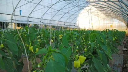Scumpiri uriașe în legumicultură. Costurile de producție ar putea crește cu până la 70% în 2026
