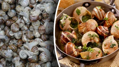 România crește melcul din farfuriile europenilor. Țara noastră a devenit unul dintre cei mai importanți exportatori ai acestui tip de carne