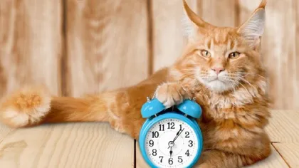 Ora de vară 2026. Specialiștii trag un semnal de alarmă celor care au animale de companie. Cum pot fi afectate de această schimbare