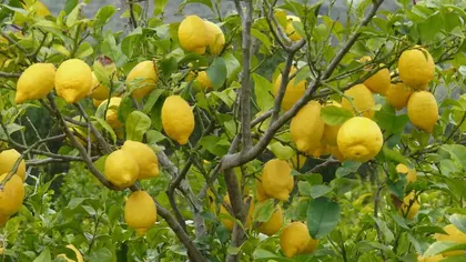 14 motive pentru care lămâia nu este doar un simplu fruct, ci și un ajutor util în casă