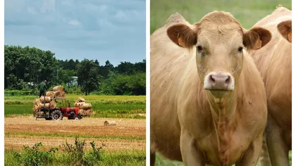 Subvenții APIA 2026. Cine primește bani de la stat și până când se pot depune cererile