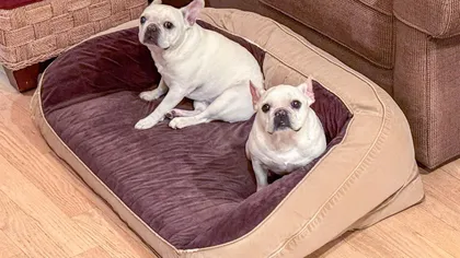 Cât de des e bine să speli culcușul câinelui. Cum să scapi rapid de praf și bacterii