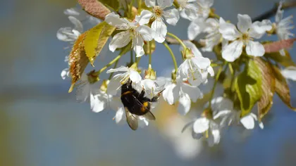 Prognoza meteo. Vine primăvara, meteorologii anunță vreme caldă în luna martie