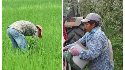 Întârzierile în procesarea vizelor pentru nepalezi creează pagube uriașe fermierilor: ”În fiecare zi pierdem recolte în valoare de 1.000 de euro”