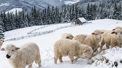 Prognoza meteo aprilie 2026: Meteorologii Accuweather anunță zăpada mieilor. Unde vor fi ninsori ca în mijlocul iernii, în România