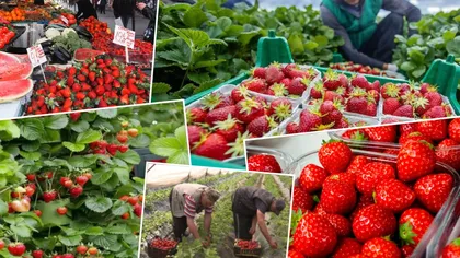 Căpșunele românești au apărut pe tarabe. Cât costă kilogramul
