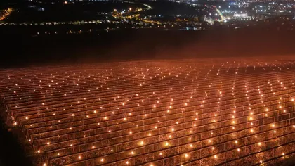 VIDEO Suma imensă investită de un agricultor pentru a-și salva recolta. 40.000 de euro ”arși” într-o singură noapte într-o livadă de cireșe