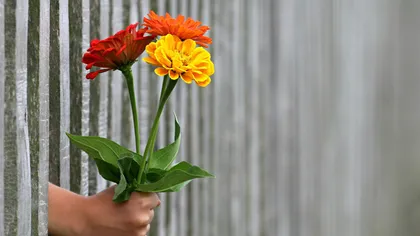 De ce se oferă flori în număr impar și de ce se duc flori cu soț la înmormântare