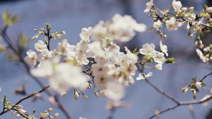 Prognoza meteo. Gata cu frigul, apare soarele! Temperaturile se apropie de normal