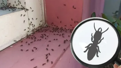 Furnicile dispar din casa ta dacă pulverizezi un singur ingredient natural