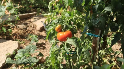 Greșeala care îți poate distruge recolta de roșii. Ce fac greșit cei mai mulți oameni chiar înainte de plantare