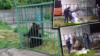 Urs capturat în curtea Şcolii de Poliţie de la Câmpina. Prezența mamiferului fusese semnalată în mod repetat în zona respectivă