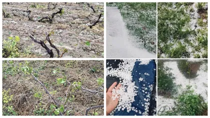 Grindina a făcut prăpăd în județul Vrancea. Sute de hectare cu viță-de-vie au fost distruse