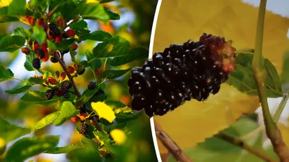 Beneficiile ascunse ale dudelor. Chiar dacă sunt pline de vitamine, trebuie consumate cu precauție de anumite persoane