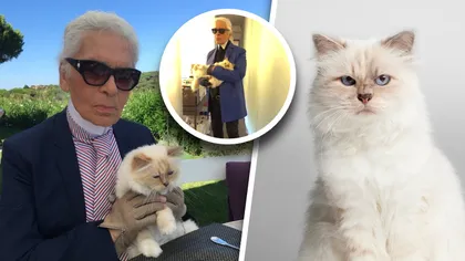 Cea mai bogată pisică din lume a rămas falită. Choupette, felina lui Karl Lagerfeld, nu a pus lăbuța pe moștenirea lăsată de creatorul de modă