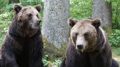 RO-Alert în cascadă din cauza urșilor. Românii sunt terorizați de animalele sălbatice, zeci de apeluri au fost date la 112