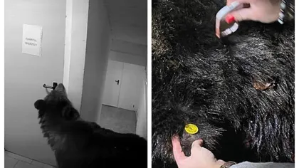 Ursul care a stârnit panică după ce a intrat într-un hotel din Poiana Brașov a fost împușcat. Animalul fusese relocat, însă a revenit în zonă