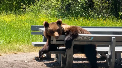 VIRALUL ZILEI: Un urs plictisit şi, probabil, flămând, s-a aşezat la masa de picnic VIDEO
