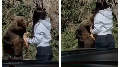 Aşa NU! O tânără inconştientă hrăneşte un urs cu fast food pe Transfăgărăşan VIDEO