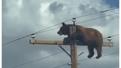 Un urs a murit electrocutat după ce a rămas blocat în vârful unui stâlp de electricitate VIDEO