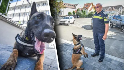 Un polițist din Sibiu refuză să se pensioneze pentru a fi alături de partenerul canin. Patrupedul are o specializare unică în România