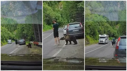 Un urs extrem de tacticos a reușit să se apropie periculos de un turist pe Transfăgărășan. Bărbatul n-a schițat niciun gest când animalul i-a mirosit gambele