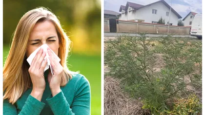 A început sezonul ambroziei. Ce simptome trebuie să ne trimită la alergolog