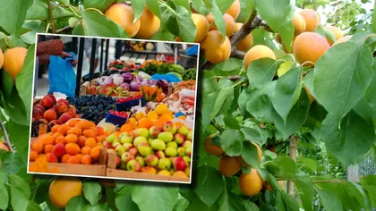 România, în topul producătorilor de fructe din UE. Ce fruct ne aduce în prim-plan și cât plătesc românii pentru un kilogram. Producția s-a dublat față de anul trecut