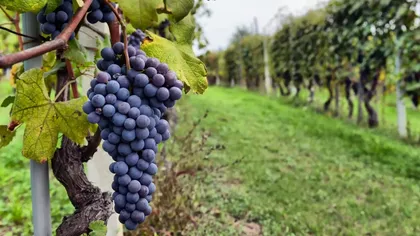 Vinul românesc, pe harta investițiilor europene. Peste 11 milioane de euro sunt puse la dispoziția sectorului vitivinicol din România