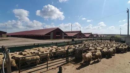 Nereguli grave la ANSVSA: Bilanțuri false și despăgubiri fictive pentru porci, descoperite de Curtea de Conturi