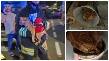 Doi români se află în stare gravă după ce apartamentul din Bergamo în care locuiau a explodat. Pompierii au salvat pisica cuplului de sub dărâmături la două zile de la incident
