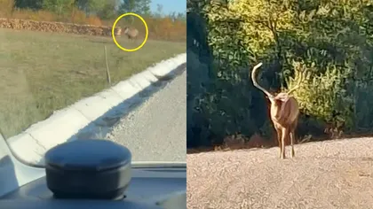 Bărbat din Bihor, atacat de un cerb în plină stradă. A ajuns la spital după ce a fost târât de animal pe o distanță de aproximativ 50 m. VIDEO