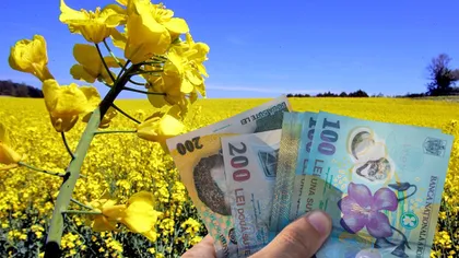Românii care au cultivat această plantă au dat lovitura! Se pot îmbogăţi în contextul recoltelor mici din Ucraina