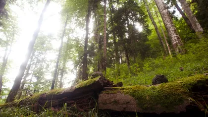 WWF cere salvarea ultimelor păduri virgine din România