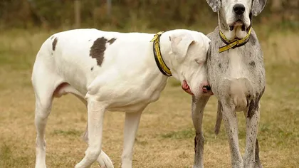 Dragostea unui câine: Căţeluşa Maddison îşi ajută prietena orbită de o boală misterioasă
