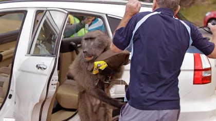 Clanul babuinilor face furori în presa internaţională GALERIE FOTO