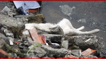Masacru la Uricani: Câini otrăviţi plutesc pe Jiu