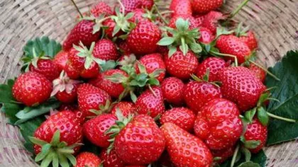 Căpșunile pot preveni și trata ulcerul stomacal provocat de alcool