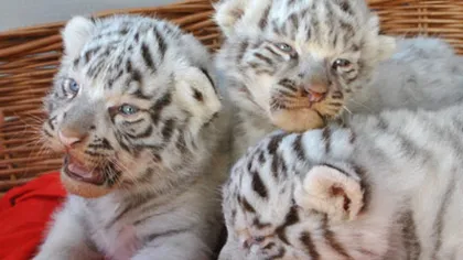 Miracol la zoo: Trei pui albi de tigru s-au născut în Austria