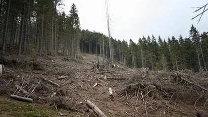 Pădurile României s-au redus sub media europeană