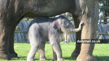 Cea mai lungă perioadă de gestaţie: O femelă elefant a născut după doi ani
