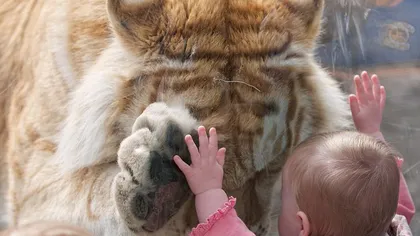 Scenă impresionantă la zoo: Un tigru şi un bebeluş se 