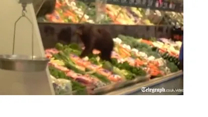 Un ursuleţ descoperit printre legume, într-un magazin din Alaska VIDEO