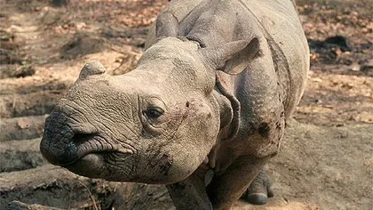 Ultimul exemplar de rinocer de Java din Vietnam a fost găsit mort
